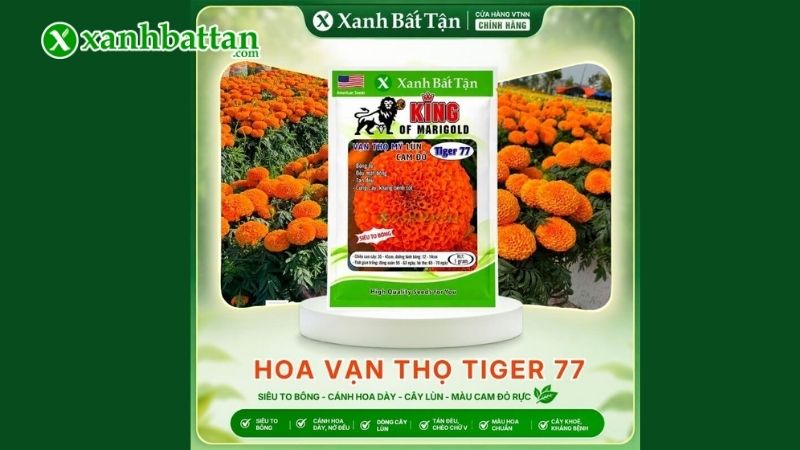 Đặc điểm hạt giống Vạn thọ Mỹ Tiger?