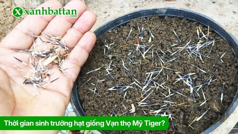 Thời gian sinh trưởng hạt giống Vạn thọ Mỹ Tiger?