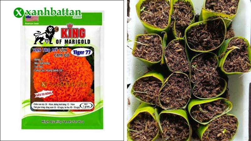 Kỹ thuật gieo trồng hạt giống Vạn thọ Mỹ Tiger