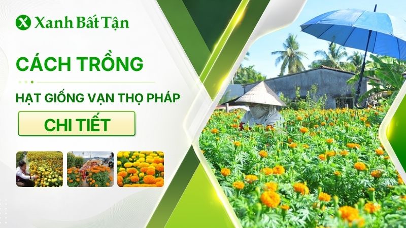 So sánh 3 loại hạt giống vạn thọ Pháp phổ biến