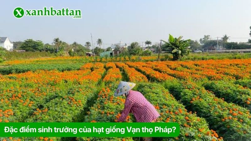 Đặc điểm sinh trưởng của hạt giống Vạn thọ Pháp?