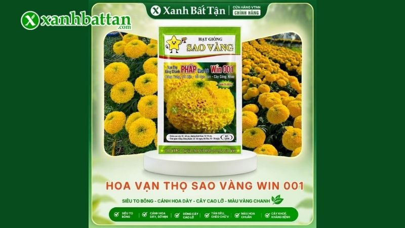 Hạt giống vạn thọ Pháp Win 001
