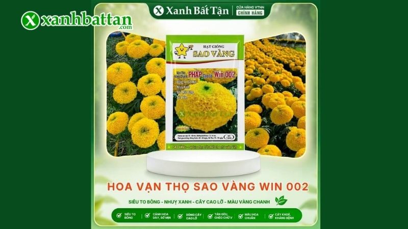 Hạt giống vạn thọ Pháp Win 002