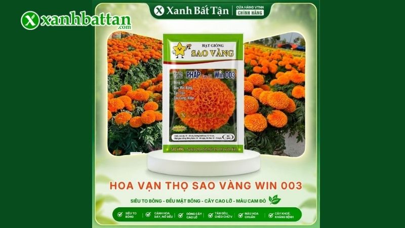 Hạt giống vạn thọ Pháp Win 003