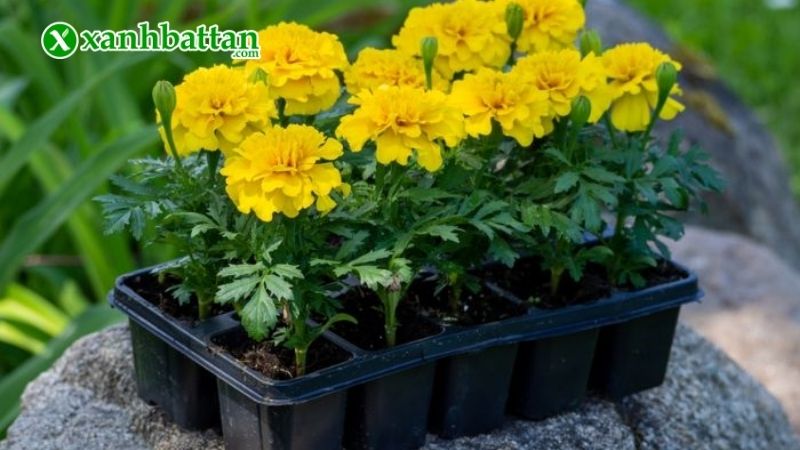 Kỹ thuật trồng hạt giống vạn thọ Pháp ra hoa đúng Tết