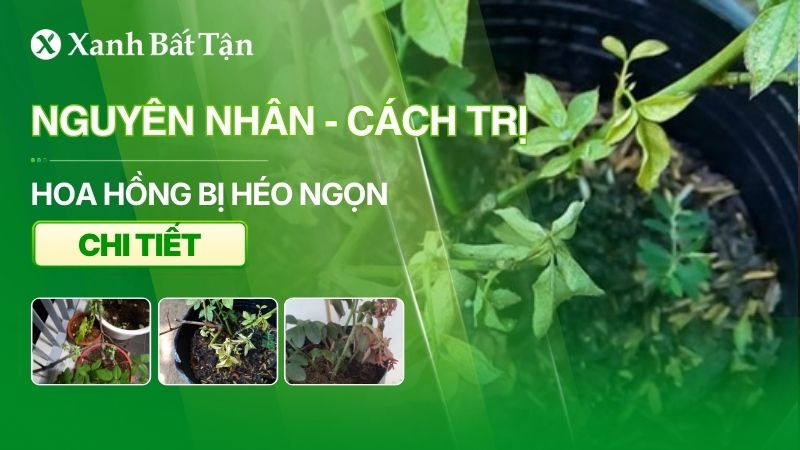 Hoa Hồng bị héo ngọn: Nguyên nhân và cách trị