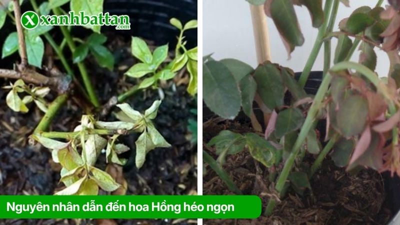 Nguyên nhân dẫn đến hoa Hồng bị héo ngọn?