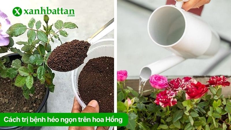 Cách trị hiệu quả hoa Hồng bị héo ngọn