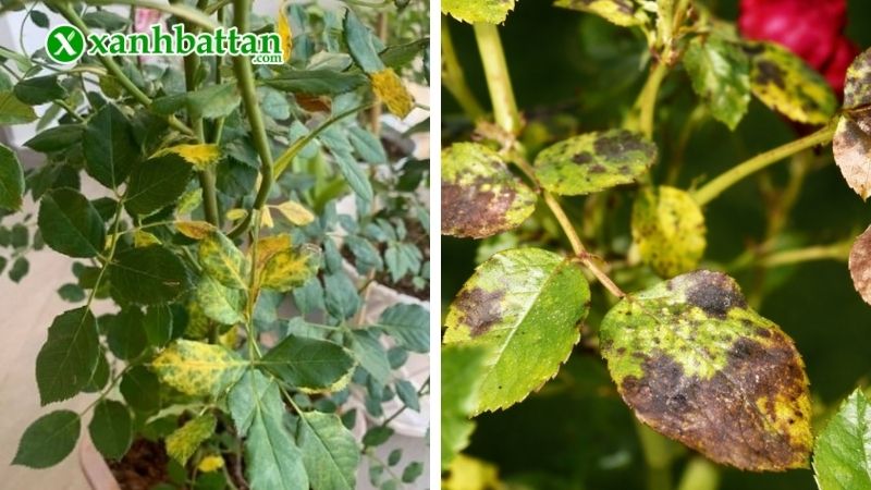 Dấu hiện nhận biết bệnh rụng lá trên hoa Hồng?