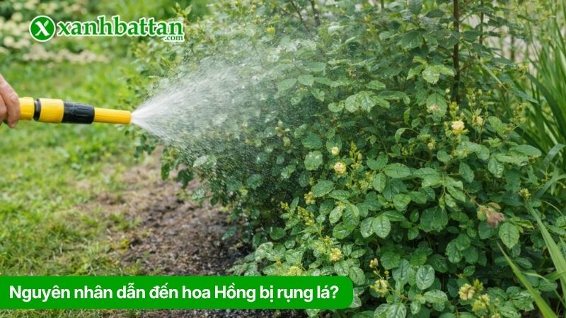 Nguyên nhân dẫn đến hoa Hồng bị rụng lá?