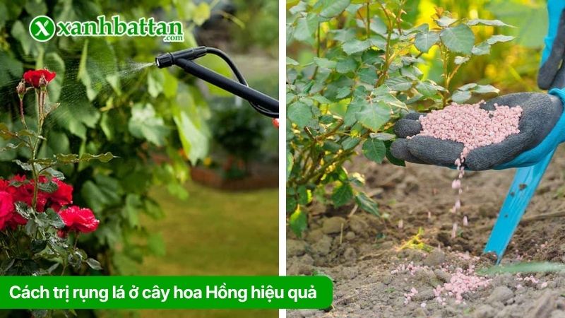 Cách trị rụng lá ở cây hoa Hồng hiệu quả