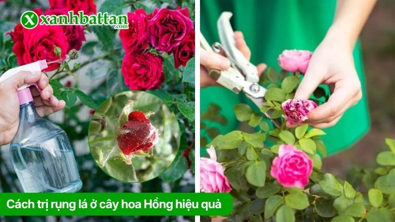 Cách trị rụng lá ở cây hoa Hồng hiệu quả