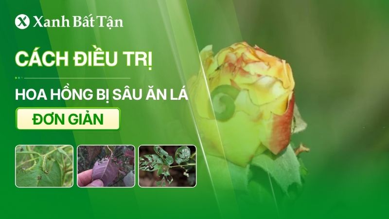 Hoa Hồng bị sâu ăn lá: Cách phòng và điều trị hiệu quả