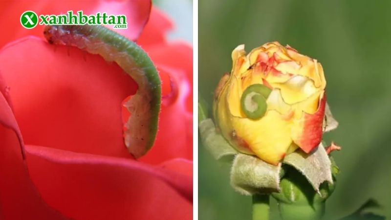 Nguyên nhân dẫn đến hoa Hồng bị sâu ăn lá?