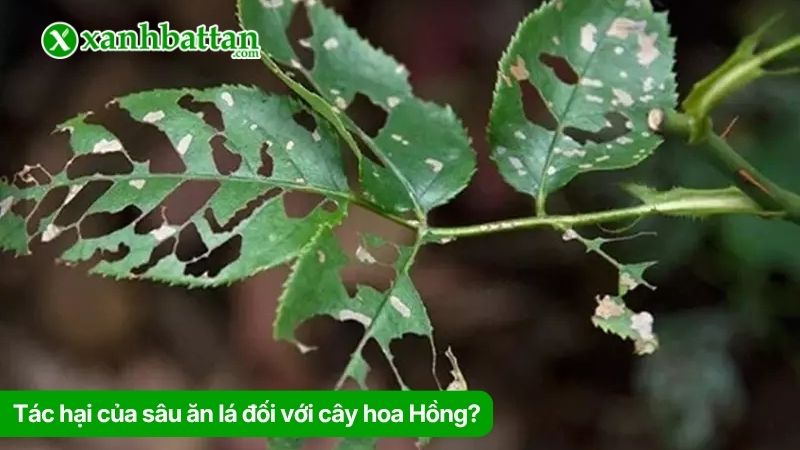Tác hại của sâu ăn lá đối với cây hoa Hồng?