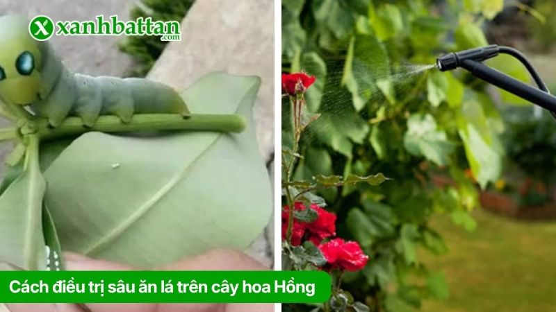 Cách điều trị sâu ăn lá trên cây hoa Hồng