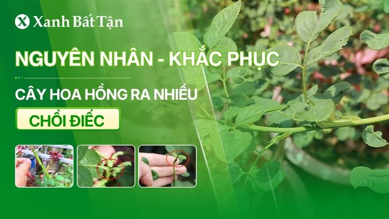 Hoa Hồng ra nhiều chồi điếc: Cách nhận biết và khắc phục