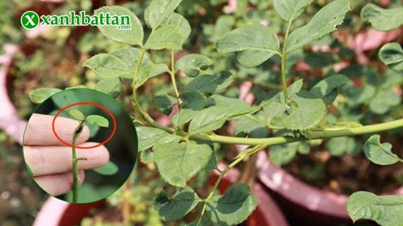 Tại sao hoa Hồng lại ra nhiều chồi điếc?