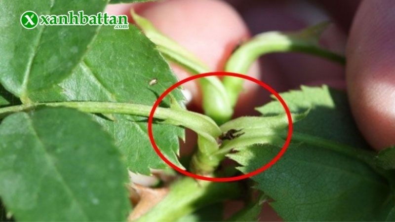 Cách nhận biết chồi điếc ở cây hoa Hồng