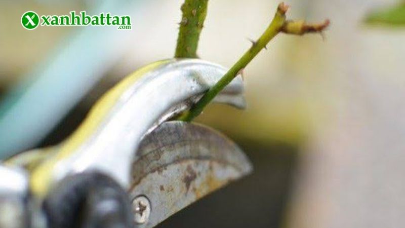 Cách khắc phục cây hoa Hồng ra nhiều chồi điếc