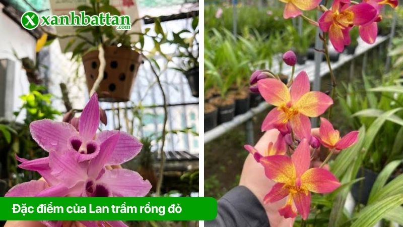Đặc điểm của Lan trầm rồng đỏ