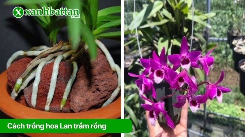 Cách trồng hoa Lan trầm rồng