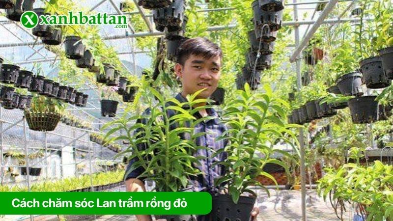 Cách chăm sóc Lan trầm rồng đỏ