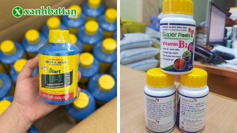 Công dụng của Vitamin B1 đối với hoa Hồng?