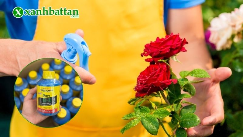 Hướng dẫn cách tưới B1 cho hoa Hồng đúng cách