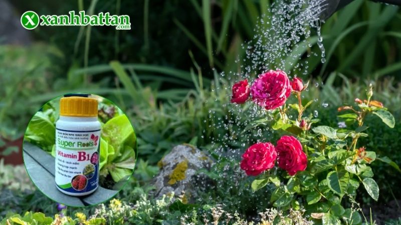 Lưu ý khi sử dụng Vitamin B1 cho hoa Hồng