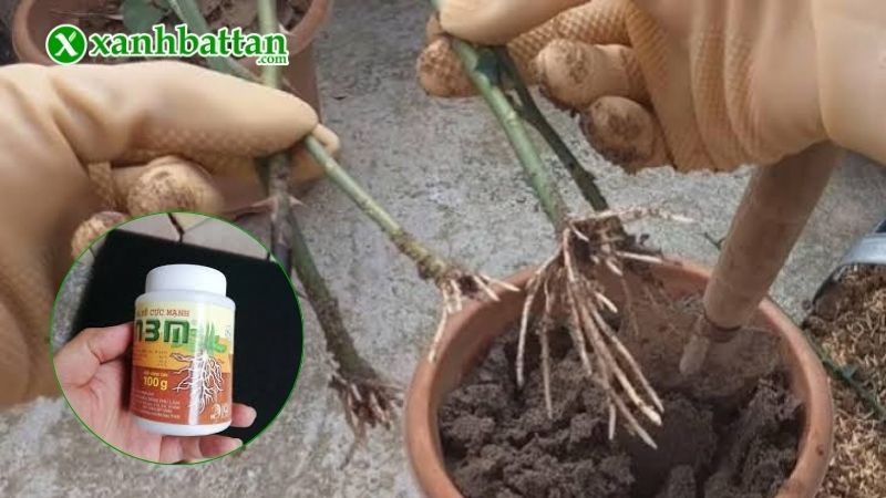 Hướng dẫn sử dụng thuốc kích rễ N3M cho hoa Hồng