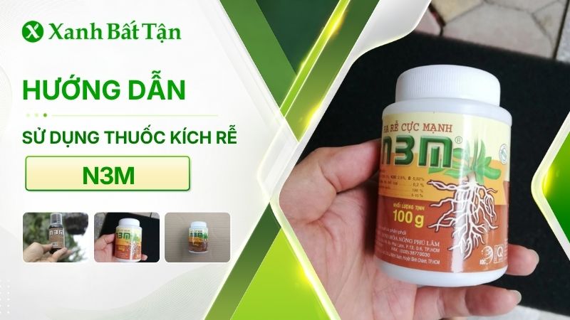 Hướng dẫn sử dụng thuốc kích rễ N3M cho hoa Hồng