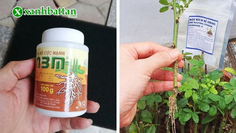 Thuốc kích rễ N3M là gì?