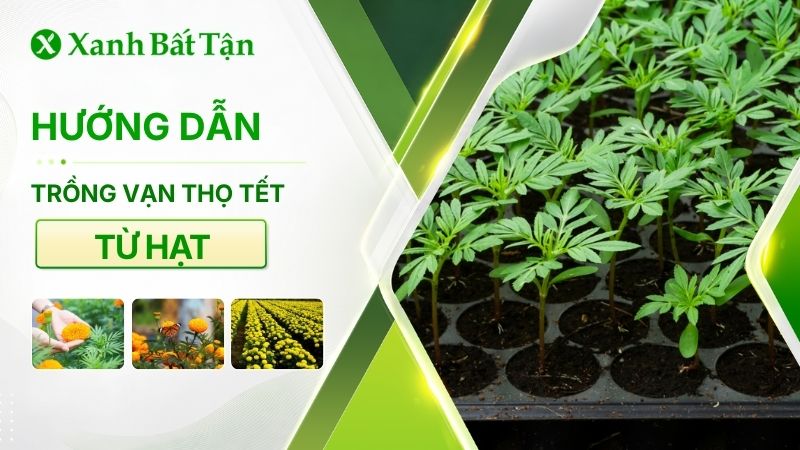 Hướng dẫn trồng vạn thọ Tết từ hạt
