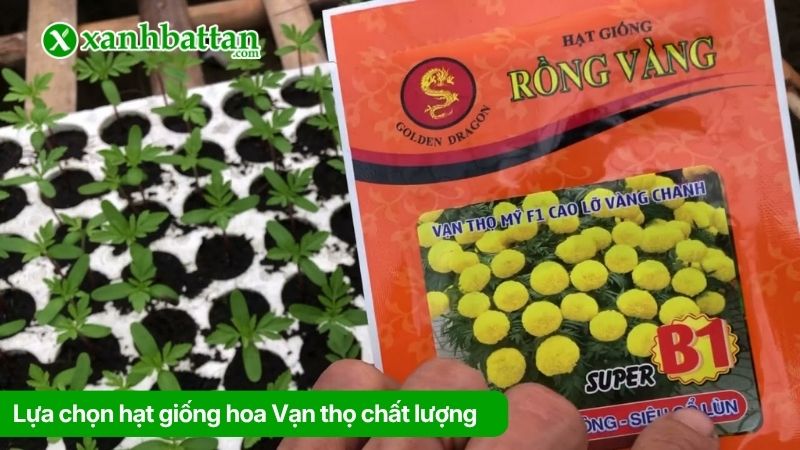 Lựa chọn hạt giống hoa Vạn thọ chất lượng