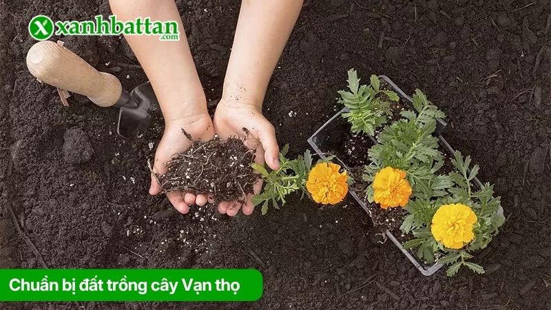 Chuẩn bị đất trồng cây