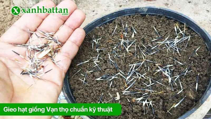 Gieo hạt giống Vạn thọ chuẩn kỹ thuật