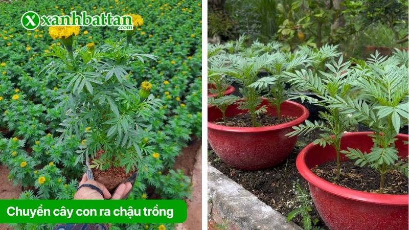 Chuyển cây con ra chậu trồng