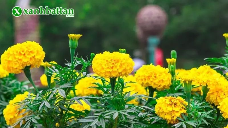 Phòng trừ sâu bệnh gây hại cho Vạn thọ