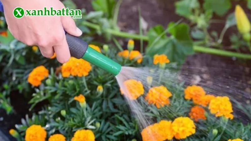 Lưu ý cách trồng, chăm sóc Vạn thọ Tết