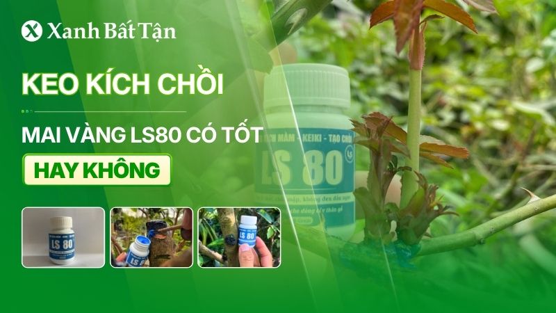 Keo kích chồi Mai vàng LS80 có tốt không?