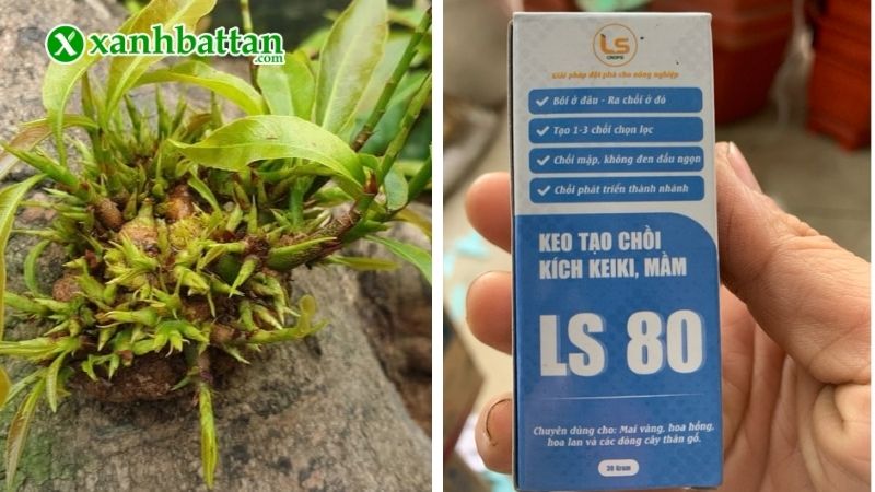 Tại sao phải biết cách kích chồi cây Mai vàng?
