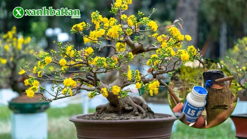 Keo kích chồi Mai vàng LS80 là gì?