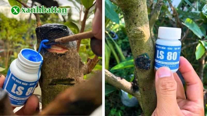 Cách sử dụng keo kích chồi Mai vàng LS80