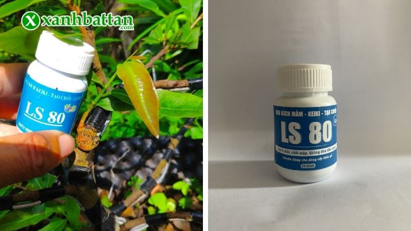 Lưu ý khi sử dụng keo kích chồi LS80