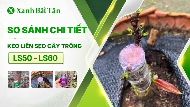 Tìm hiểu keo liền sẹo LS50 và LS60 loại nào tốt hiện nay?