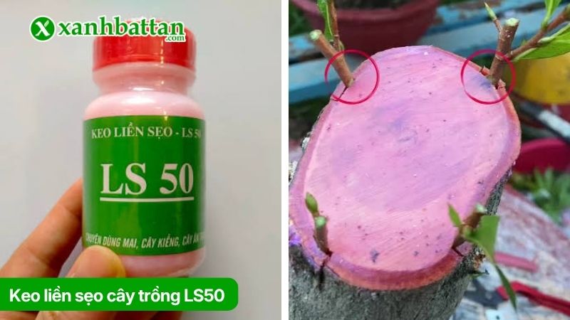 Tìm hiểu keo liền sẹo LS50 là gì?