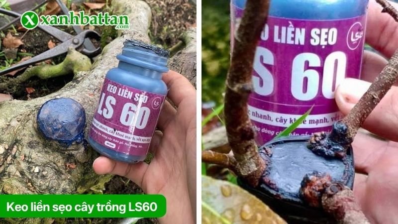 Tìm hiểu keo liền sẹo LS60 là gì?