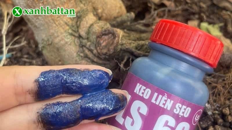 Keo liền sẹo cây Mai LS60 là gì?