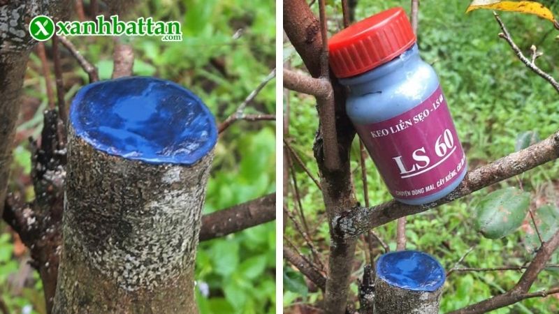 Lưu ý khi sử dụng keo liền da cây Mai LS60
